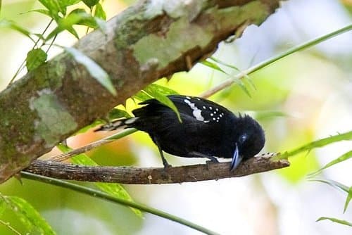 Dot-winged Antwren