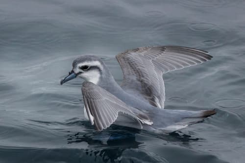 Slender-billed Prion