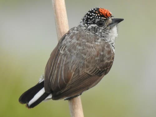 White-barred Piculet