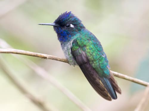 Violet-headed Hummingbird