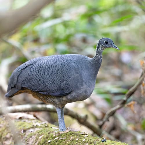 Gray Tinamou