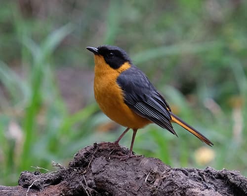 Chorister Robin-Chat
