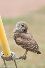 Burrowing Owl