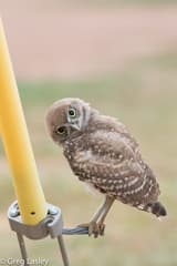 Burrowing Owl