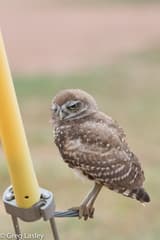 Burrowing Owl