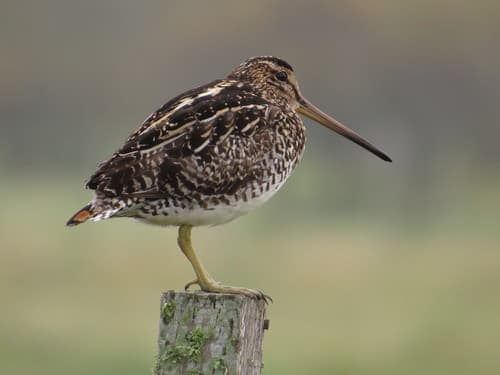 Pantanal Snipe