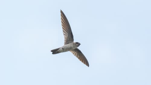 White-nest Swiftlet