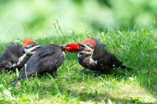 Pileated Woodpecker