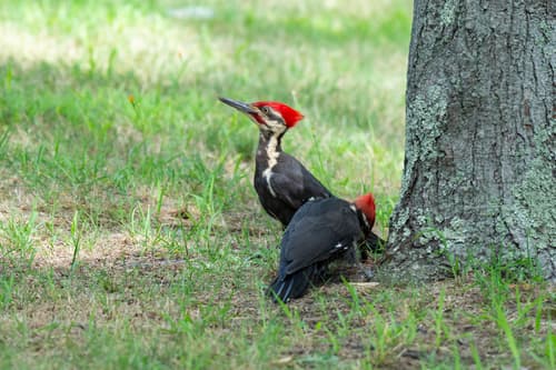 Pileated Woodpecker