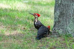 Pileated Woodpecker
