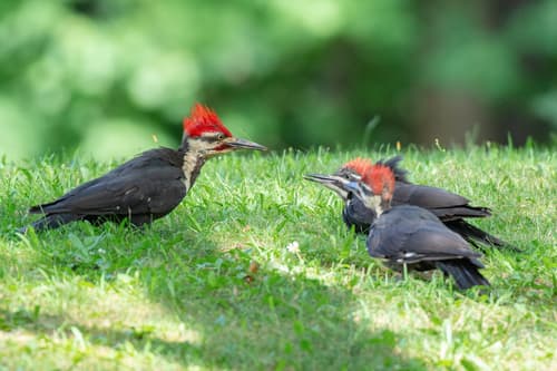 Pileated Woodpecker