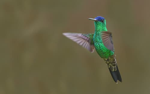 Indigo-capped Hummingbird
