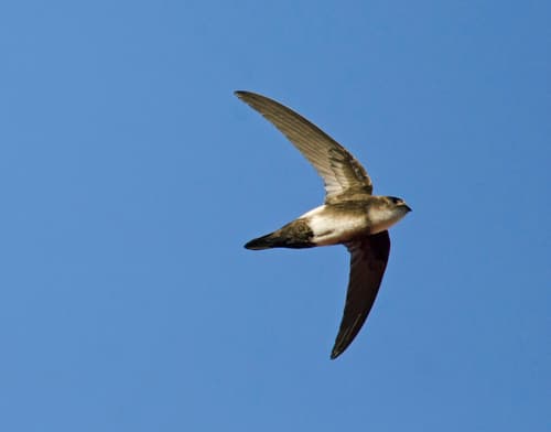 Antillean Palm Swift