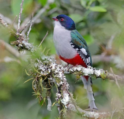 Cuban Trogon