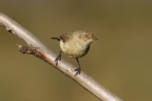 Buff-rumped Thornbill