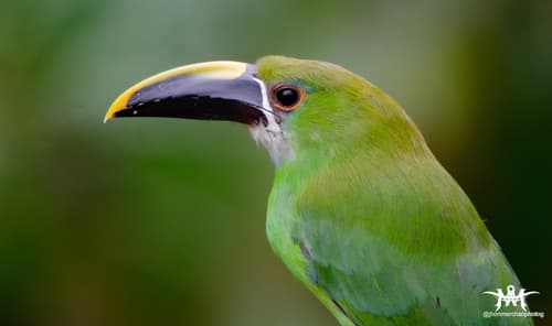 Southern Emerald-Toucanet