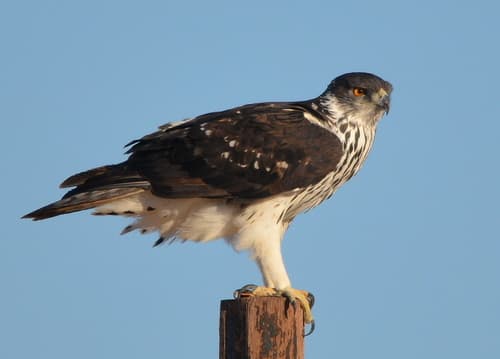 African Hawk-Eagle