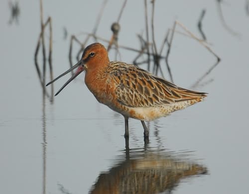 Asian Dowitcher