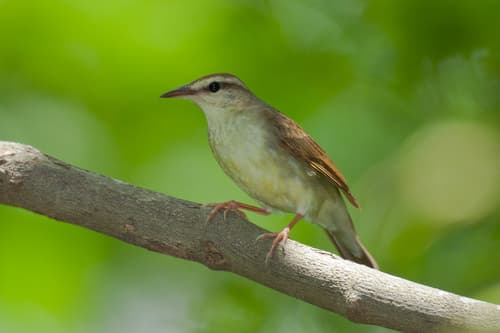 Swainson's Warbler