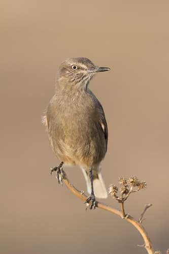 Black-billed Shrike-Tyrant
