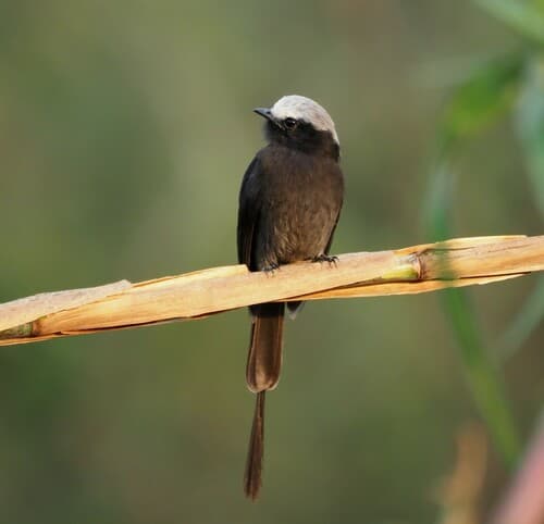 Long-tailed Tyrant