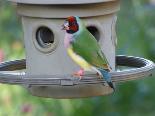 Gouldian Finch