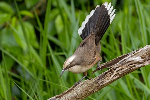 Gray-crowned Babbler