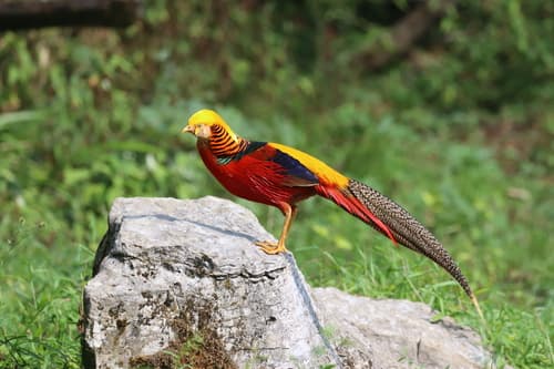 Golden Pheasant