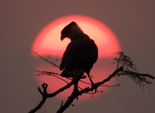 Crested Caracara