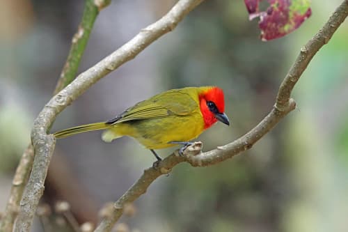 Red-headed Tanager