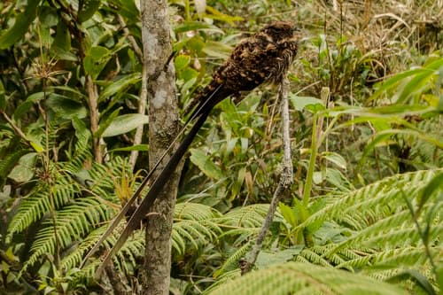 Lyre-tailed Nightjar