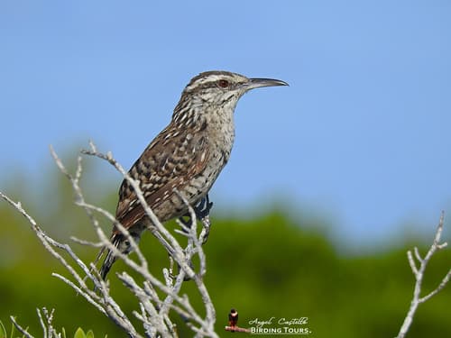 Yucatán Wren