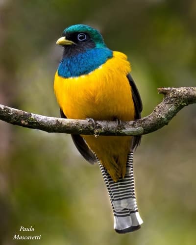 Atlantic Black-throated Trogon