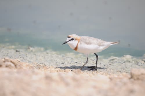 Chestnut-banded Plover