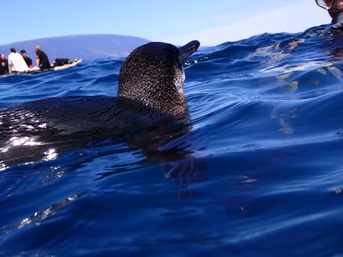 Galapagos Penguin