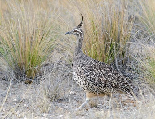 Elegant Crested-Tinamou