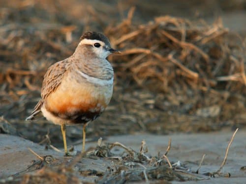 Eurasian Dotterel