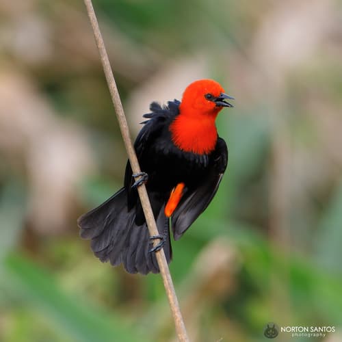 Scarlet-headed Blackbird