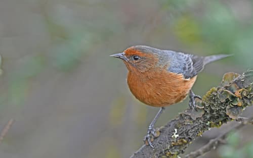 Rufous-browed Conebill