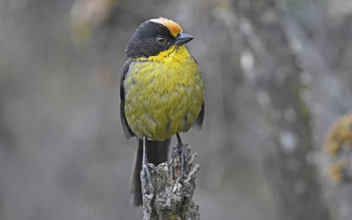 Pale-naped Brushfinch