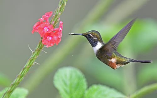 Purple-throated Woodstar