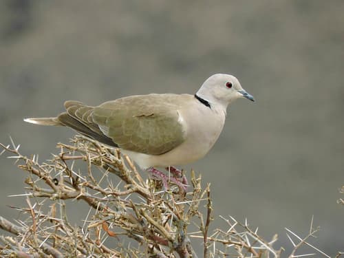 African Collared-Dove