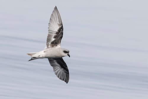 Fork-tailed Storm-Petrel