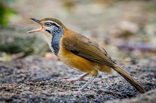 Greater Necklaced Laughingthrush
