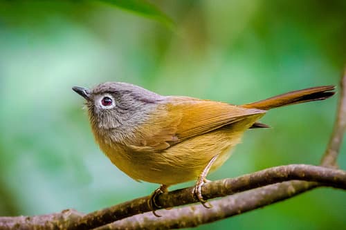 Huet's Fulvetta