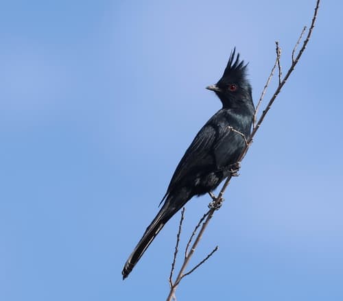 Phainopepla