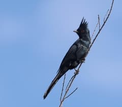 Phainopepla