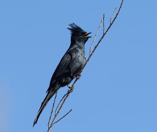 Phainopepla