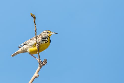 Western Meadowlark