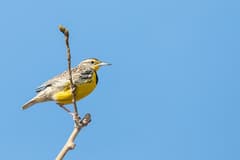 Western Meadowlark
